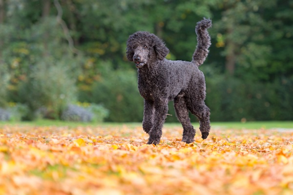 Poodle Gigante – Principais doenças