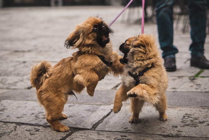 Por que um cachorro ataca outro? Descubra!