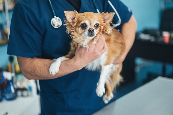 Raças de cães com maior expectativa de vida