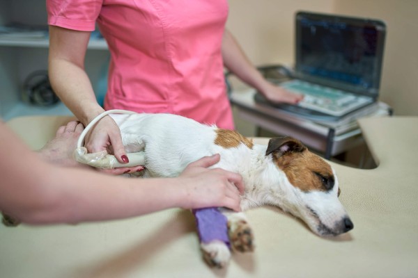 Raças de cães com predisposição a doenças renais