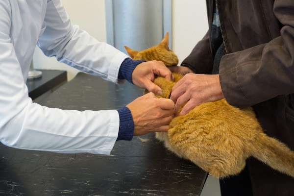 Raças de gatos com predisposição a doenças renais