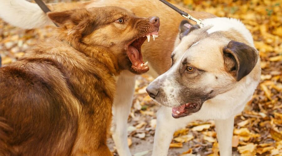 Saiba como evitar mordida de cachorro em outro e o que fazer nessa situação