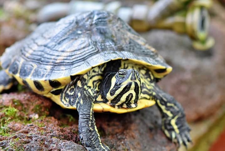 Tartaruga sente frio? Respondemos essa dúvida tão curiosa