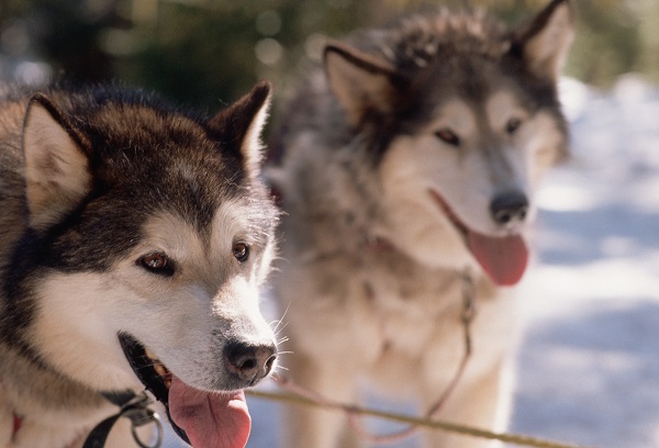 Três cães de grande porte raros no Brasil
