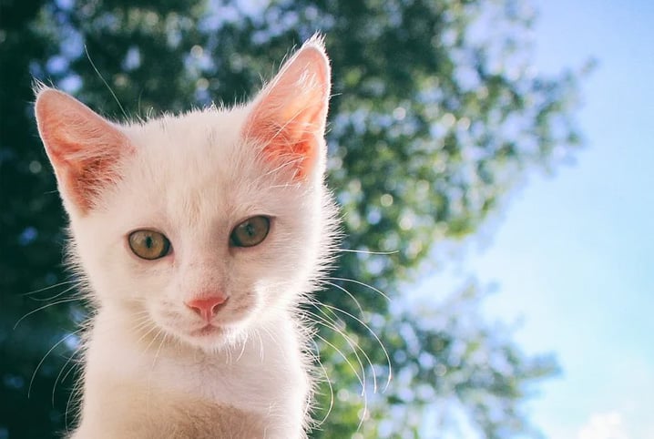 15 espécies de plantas tóxicas para gatos