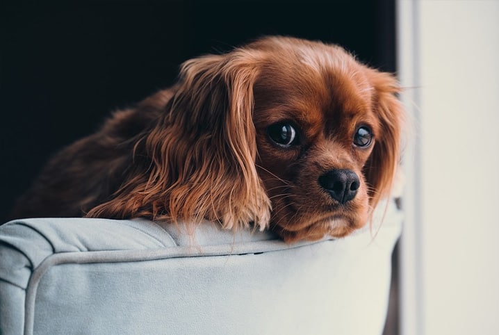 Ansiedade de separação em cachorro: como fazer seu pet lidar melhor com isso?