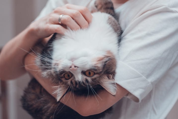 Como fazer carinho no gato: principais dicas
