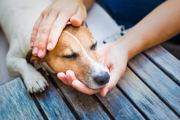 Como melhorar as dores da artrite em cachorros