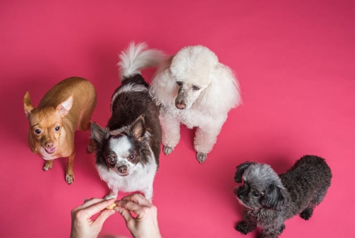 Conheça todos os tipos de ração para cachorro