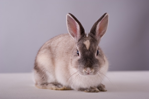 Doenças comuns de coelhos (lagomorfos)