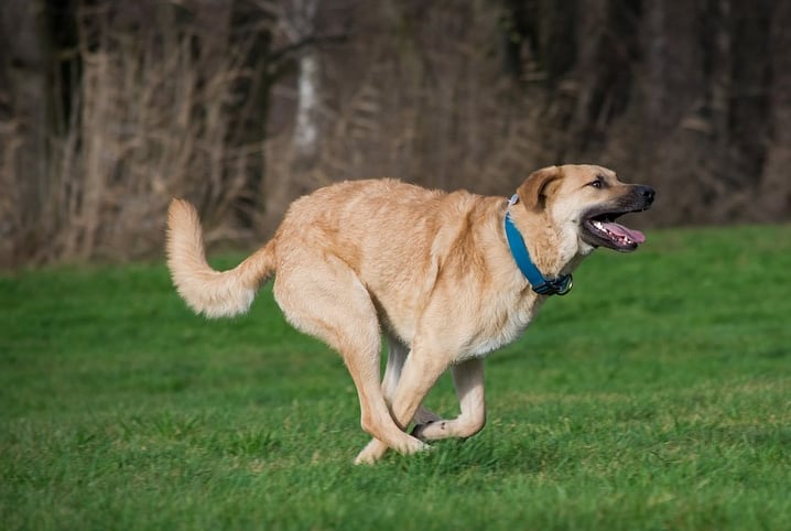 Exercícios para cachorro: 5 ideias para colocar seu pet em movimento