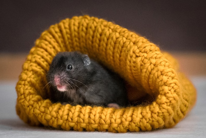 Hamster resfriado: o que fazer para ajudar?