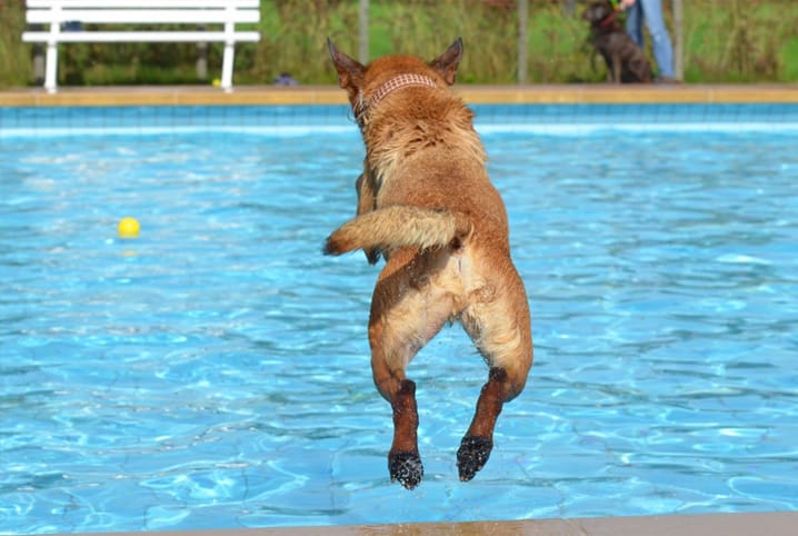 Parque aquático para cachorro: leve seu cão para a diversão