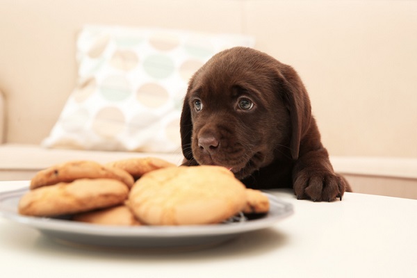 Páscoa: receita de biscoito de cenoura para cachorro