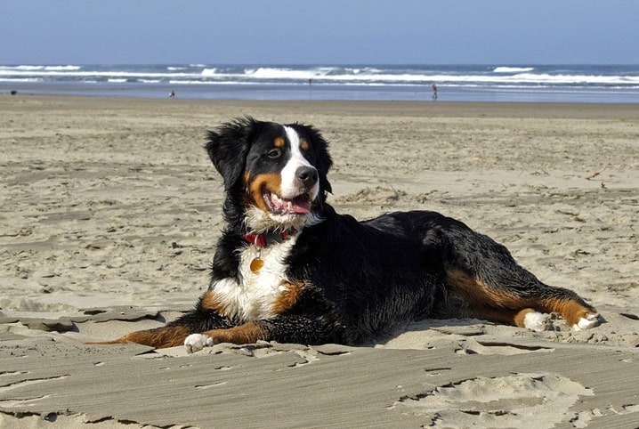 Pode levar cachorro na praia? Descubra!