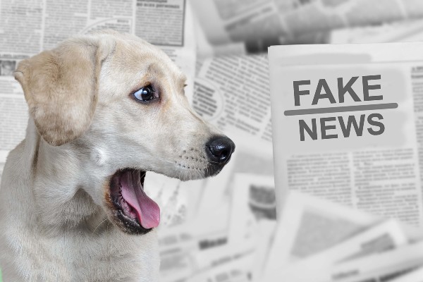 Primeiro de abril: Cinco mentiras sobre cachorros