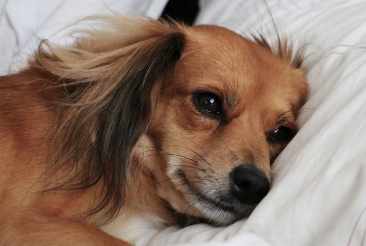 Quais são as causas para cachorro chorando e o que fazer para acalmá-lo?