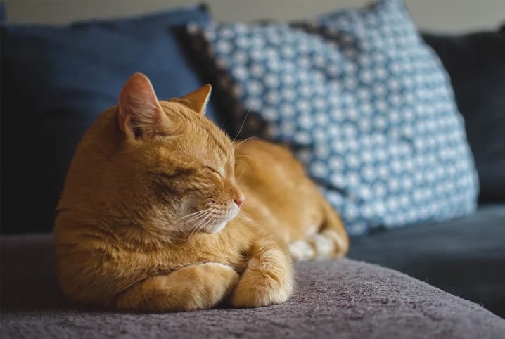 Quer saber como fazer um gato se adaptar a um novo lar? Confira quatro dicas infalíveis!