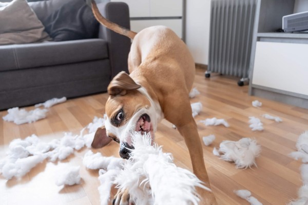 Seis pelúcias mais resistentes para cães