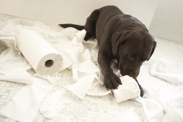 Seu cachorro gosta de comer papel higiênico? Entenda os motivos