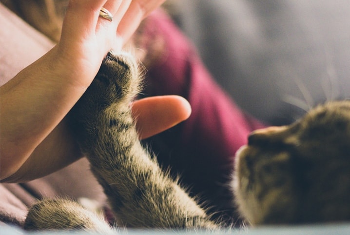 Vantagens de ter um gato: descubra 7 motivos para ter um bichano por perto!