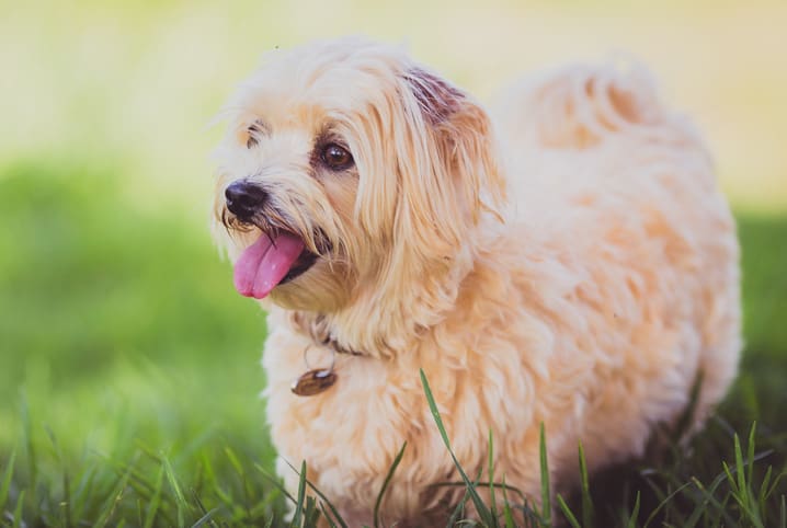 Cachorro híbrido: saiba o que é e como surgiu essa mistura