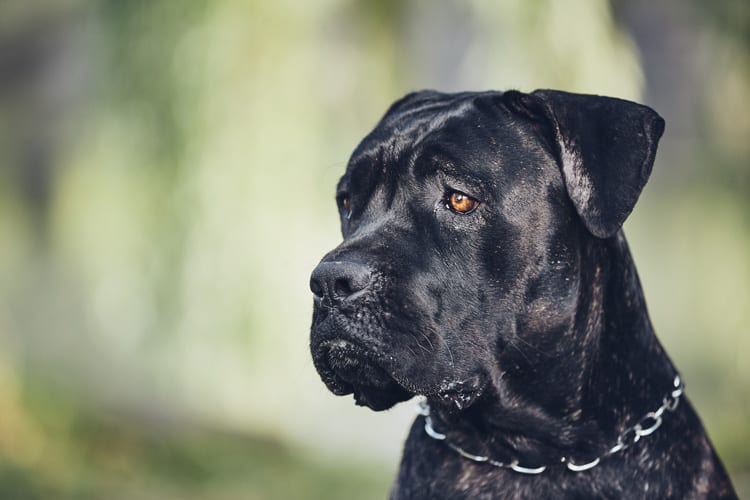 Cachorros brigando: saiba o que fazer caso os seus peludos se estranhem!