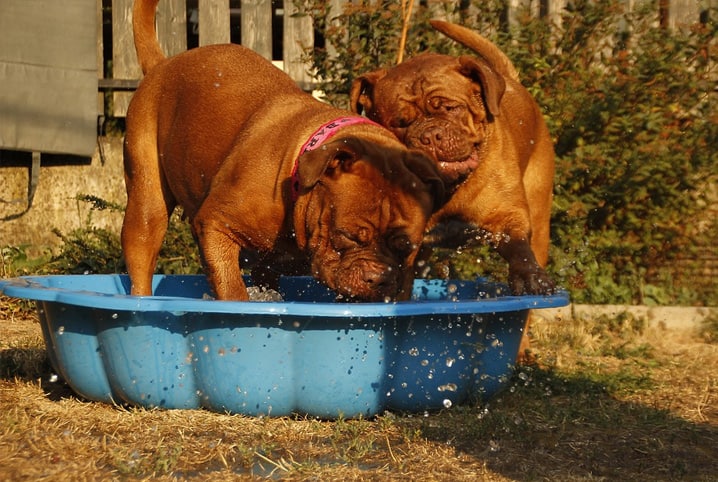 Como ajudar cachorro com calor