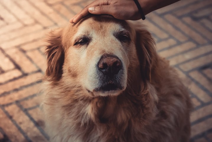 Como fazer o cachorro dormir durante a noite? Descubra!