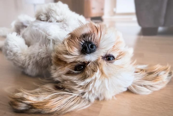 Como tirar cheiro de cachorro espalhado pela casa