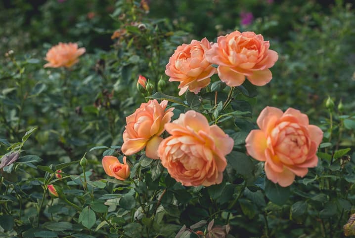 Conheça os tipos de rosas mais populares