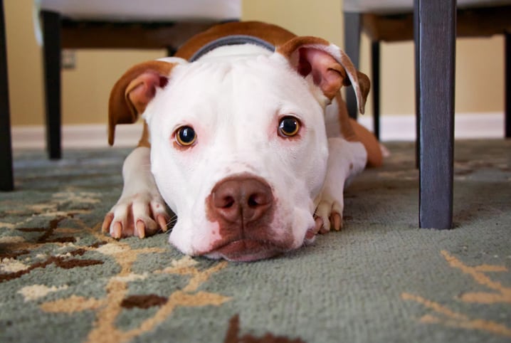 Cortar orelha de cachorro: entenda por que a prática é considerada um crime