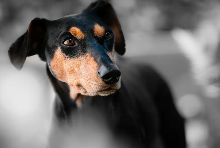 Cuidados antes e depois da cirurgia em cachorro