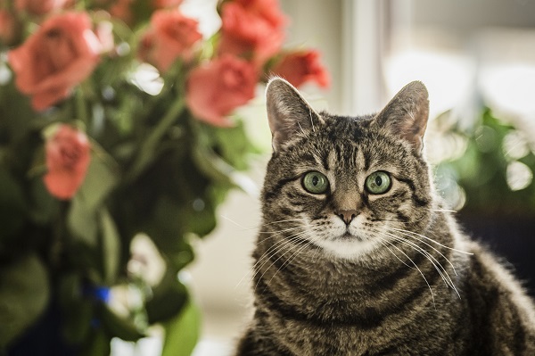 Estudo revela que tutores de gato podem ser mais resistentes a Covid-19