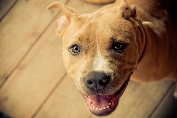 Juiz determina que cachorro pode sair durante lockdown no Rio de Janeiro