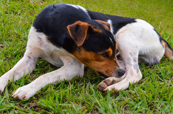 Motivos que fazem seu cachorro lamber ou morder as patas