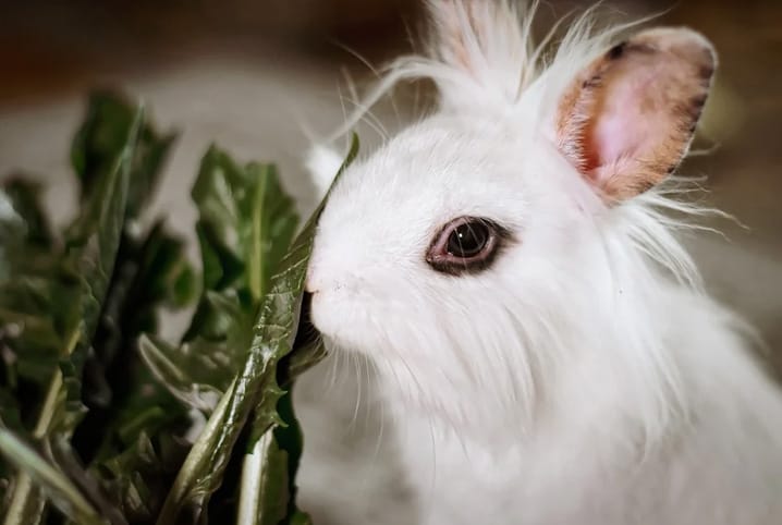 O que coelho come? Conheça a dieta dos orelhudos!