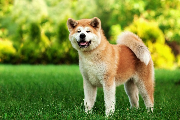 Akita Inu – Principais doenças