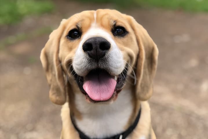 Animais com síndrome de Down: será que os bichinhos podem ter essa condição?