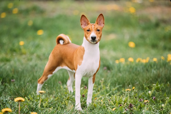 Basenji – Principais doenças