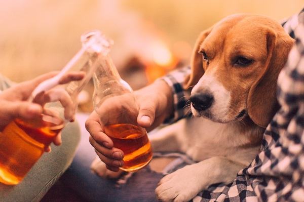 Bebida alcóolica para pets é considerado maus tratos e pode ter graves consequências