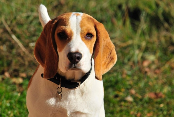 Cachorro europeu: conheça as 7 raças mais populares