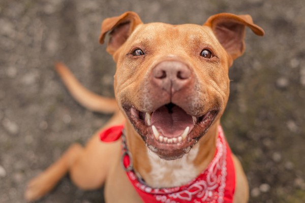 China tira cachorros da lista de animais que podem ser consumidos