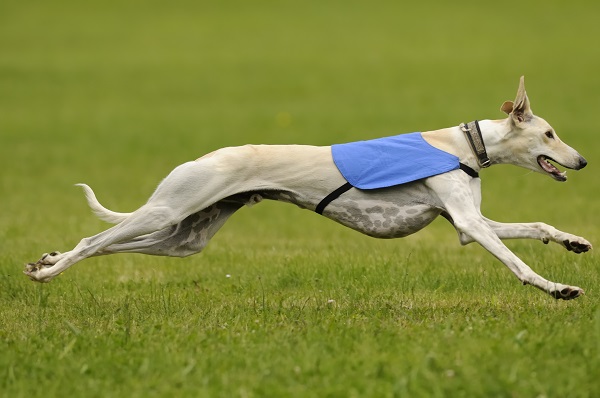 Conheça seis raças de cachorros que correm muito rápido