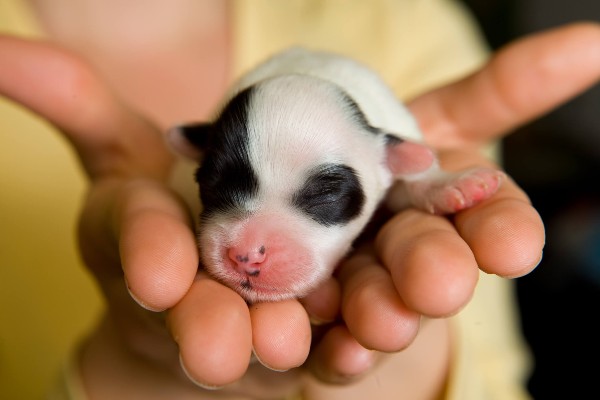 Filhotes de cachorro: entenda porque eles nascem com olhos e ouvidos fechados