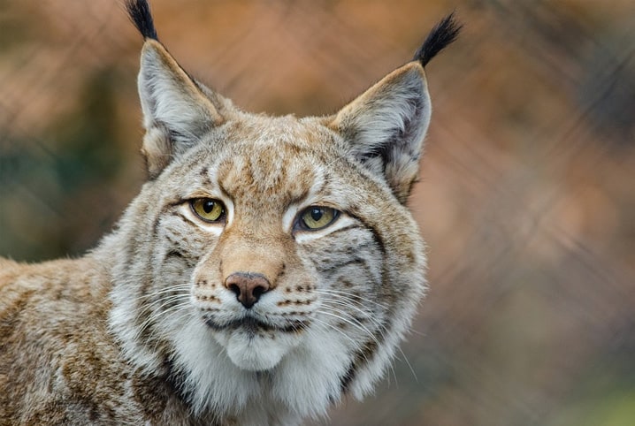 Gatos selvagens: conheça 6 espécies raras