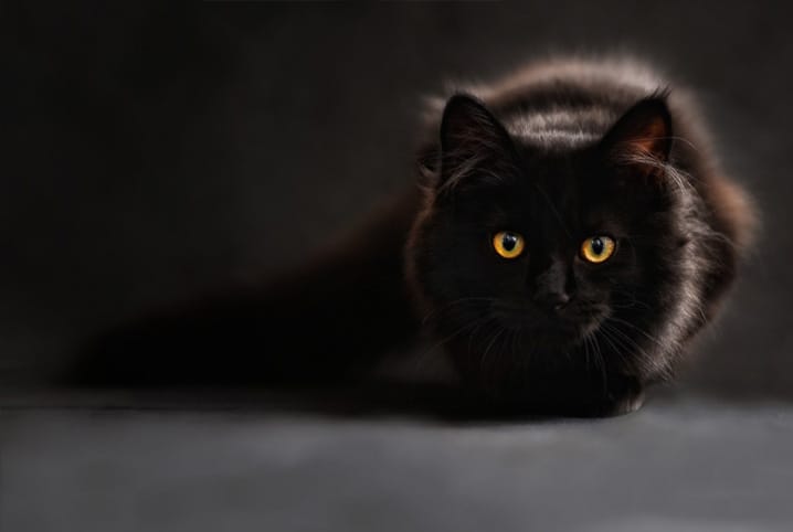 Nomes para gatos pretos: veja essas inspirações!