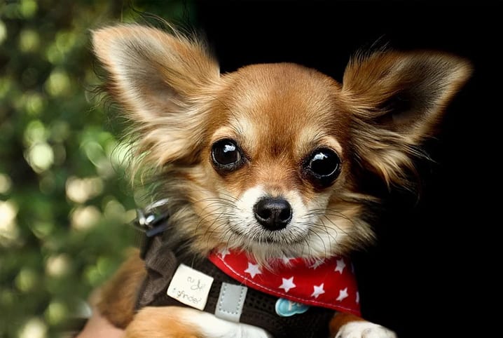 Raça de cachorro de origem mexicana: conheça algumas!