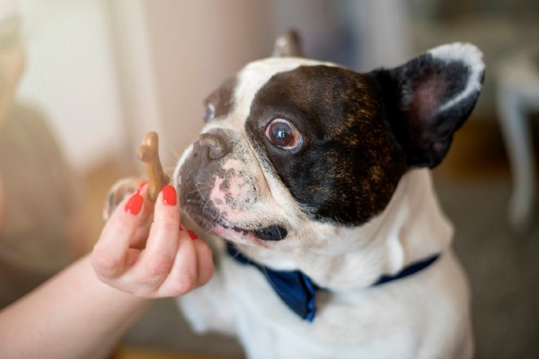 Receita de biscoito de maçã para cães