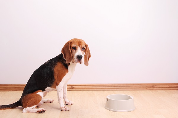 Saiba como socializar um cachorro adulto